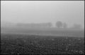 brume_ter.jpg