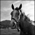 cheval.jpg