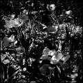 tulipes.jpg