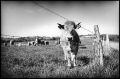 vache_bis.jpg