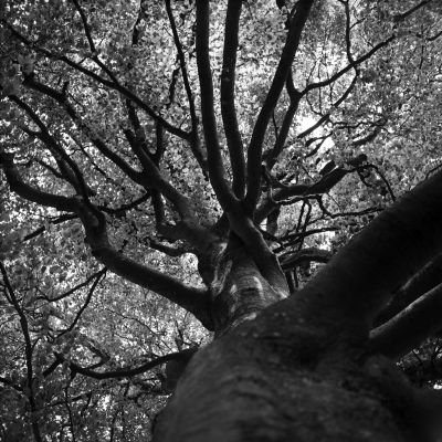 arbre_geroldseck.jpg