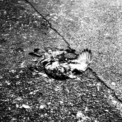 dead_pigeon_web.jpg