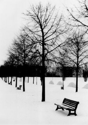 Les bancs
OM10 APX 400 - dév chez Barityne - Scan de tirage
Hiver 2009
Mots-clés: bancs, neige
