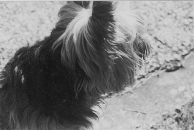 ma chienne
