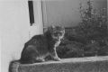 la_chatte.jpg