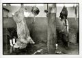 Abattoir_10.jpg