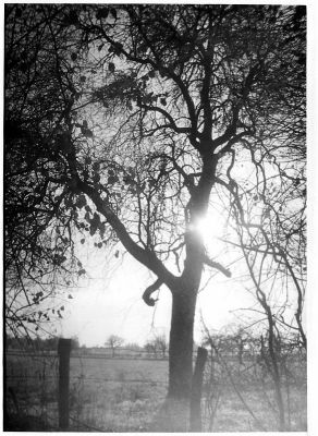 Arbre
