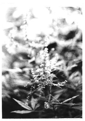 Bokeh Fleur op. 1
