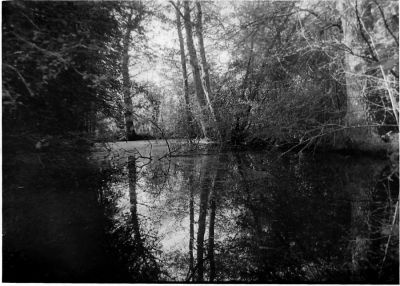 Miroir d'un marais
