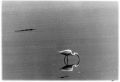 oiseau2petit.jpg