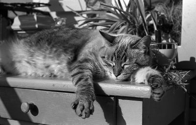 chat au soleil
