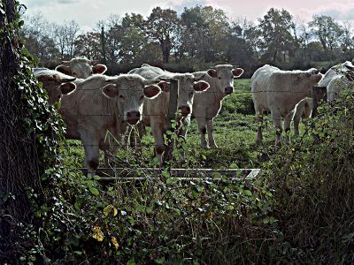 4x5006_vaches_web.jpg