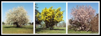 triptyque-printemps
Rolleiflex 6006, Planar 80mm f/2,8
Kodak Portra 160VC exposée à 100 ASA, développée avec le kit Digibase Rollei à 25°
Triptyque réalisé sous Photoshop Elements 8
