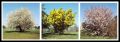 Nom du fichier=triptyque-printemps.jpg
Taille du fichier=416Ko
Dimensions : 800x285
Ajouté le : 20 Mars 2011 triptyque-printemps.jpg