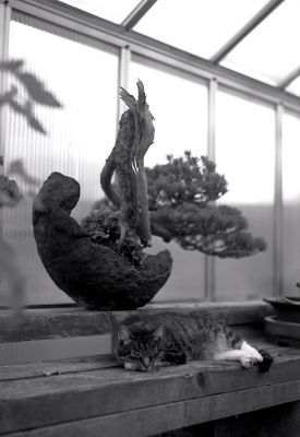 Bonsai Kitten
Photo prise avec un Bertram reporter
Rollei Retro 80s, 1/50 à f:4.5
Rodinal 1+50, 12'45" à 21°C
Mots-clés: bertram chat