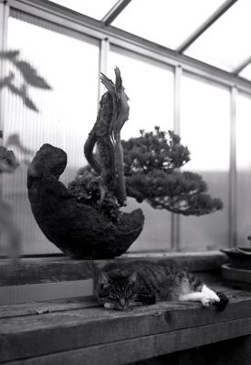 Bonsai Kitten
Photo prise avec un Bertram reporter
Rollei Retro 80s, 1/50 à f:4.5
Rodinal 1+50, 12'45" à 21°C 
Mots-clés: bertram chat