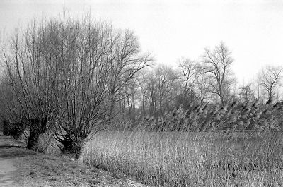 Saules et roseaux
Kodak Retinette 1a
HP5+ ID-11 1+3, 20' à 20°C
f:11 à 1/250
Mots-clés: Kodak Retinette 1a