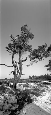 Pinus sylvestris
Horizon 202 sur Rollei Retro 80s 1/125 à f:8
Mots-clés: Arbres