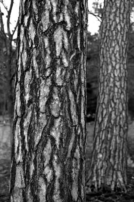Sylvestris
Leica R6 / Kodak Tmax 400, 9' dans du LC29 1+29
1/500 à f:4
Mots-clés: Leica R6 Pinus sylvestris