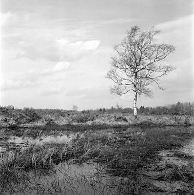 Fagne de Malchamps
Mamiya C220/80mm - HP5+ f:22 à 1/125
Mots-clés: Fagne Malchamps Mamiya C220