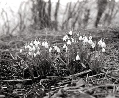 Nivéoles
Mamiya RB64 ProS - Sekor 90mm - HP5+ 1/60 à f:8 
Mots-clés: Fleurs Mamiya RB67 ProS