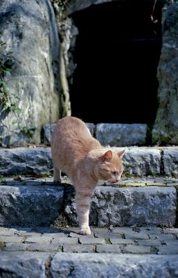 Chat des cavernes
Nikon F4s + Nikkor AF 1.8 D 50mm
Fuji Superia 400 / f:11 à 1/250 
