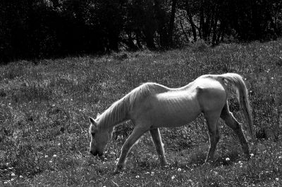 Rossinante
Asahi Pentax SP500, Super-Takumar 55mm/f 1:2
Ilford HP5+ / Lc29 1+29 9' à 20°C
Mots-clés: Chevaux - Pentax SP500
