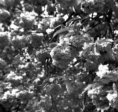 Cerisier du japon
Pilot super
IlfordFP4+, 16' dans du Rodinal 1+50
Mots-clés: Pilot super cerisier