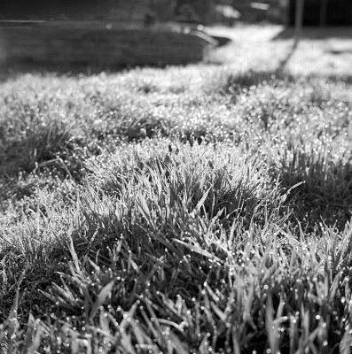 Rosée de Spa
Pilot Super + Pilotar 2.8 7,5cm
Ilford FP4+ / Rodinal 1+50 / 16' à 19°C
Mots-clés: Pilot super