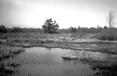 Fagne de Malchamps
Une palse dans les fagnes.
Plaubel Makina / Tele-makinar 19cm / f:4.8
Rollei Retro 80s / 14' dans du Rodinal 1+50
Mots-clés: Plaubel makina fagnes