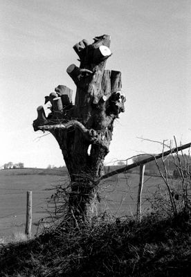 Est-ce encore un arbre?
Voigtlander bessa t
Ilford HP5+ / LC29 1+29 / 9' à 20°C
f:16 à 1/250
Mots-clés: voigtlander bessa-t