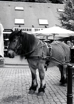 Une petite pause avant la ballade
Voigtländer Bessa II / Rollei Retro 80s / Rodinal 1+50, 13'20" à 20,5°C
Mots-clés: Voigtlander bessaII chevaux