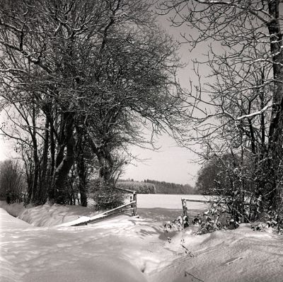 Vertbuisson en hiver
Yashica-A - Ilford HP5+ 1/300e. à f:11 - Scan RVB
