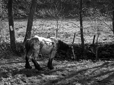 L'ardennais
Photo prise avec un compact Zeiss Kolibri de 1930
Tessar 50mm 3.5
Film bobine 127 Efke R100
ID-11 1+1, 14'15" à 20,5°C 
Mots-clés: Zeiss Kolibri Efke R100