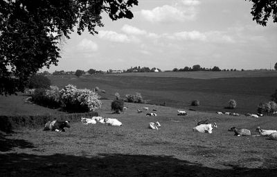 La sieste
Photo prise au Zeiss super ikonta 530/2
Ilford FP4+ / LC29 1+29 / 10'50" à 21°C
f:16 à 1/100 
Mots-clés: Zeiss Super ikonta 530/2 Vaches