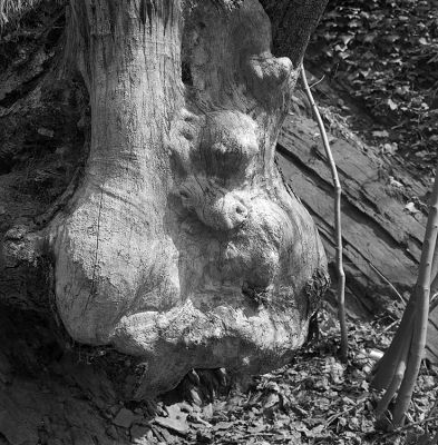 Esprits d'arbres 1
Zeiss Ikon Super-Ikonta 533/16
Ilford FP4+ / LC29 1+29
Mots-clés: Zeiss Ikon Super-Ikonta