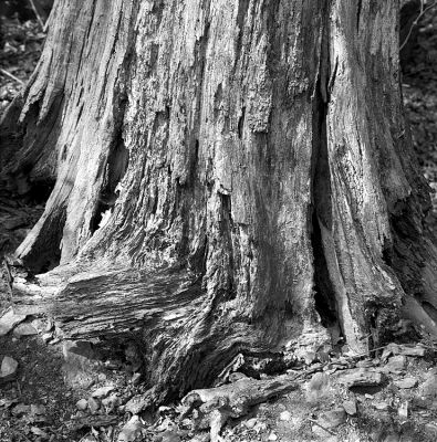 Esprits d'arbres 2
Zeiss Ikon Super-Ikonta 533/16
Ilford FP4+ / LC29 1+29
Mots-clés: Zeiss Ikon Super-Ikonta