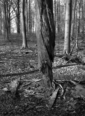 Esprits d'arbres 3
Zeiss Ikon Super-Ikonta 533/16
Ilford FP4+ / LC29 1+29
Mots-clés: Zeiss Ikon Super-Ikonta