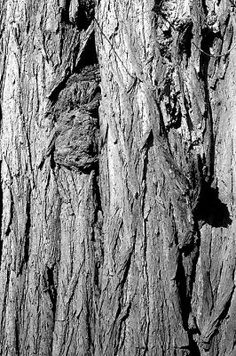 Ecorce
Fed 3 - Industar 61 - f:16 à 1/250
Ilford HP5+ développé dans du ID-11 1+3
Mots-clés: Fed3 HP5+