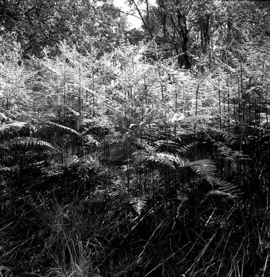 Fougères
Yashica Mat-124G / Ilford FP4+ 125ASA / LC29 1+29, 10'20" à 21,5°C
Mots-clés: Fougères