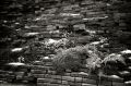 zeiss-contina-IIa-032-print.jpg
