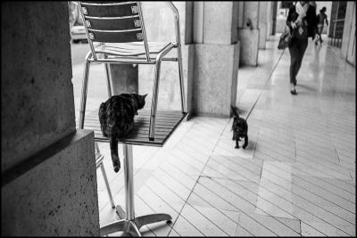 Chat perché
Hexar AF - TriX
Mots-clés: HexarAF street
