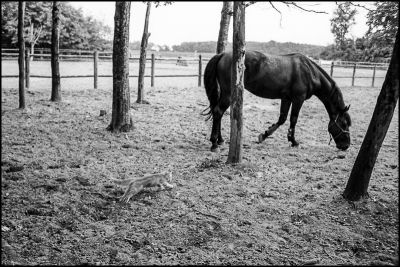 'tit con
Hexar AF - TriX 400@
