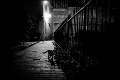 'tit chat
Hexar AF - TriX 400@
Mots-clés: HexarAF street