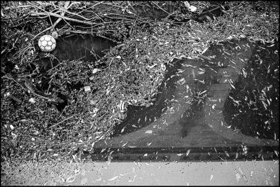 Perdu
Hexar AF - TriX
Mots-clés: HexarAF street