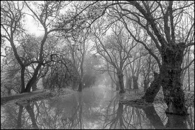 Innondations, arbres et brouillard
Konica FS1 - Hexanon UC 28mm 1.8
