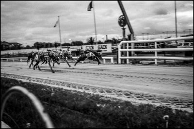 Shelbourne Park - Dog racing 14
