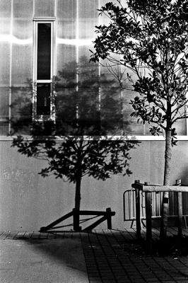 two trees for ?
Nikon Fe2 - 50mm Ais
Tri X 400@800 - Rodinal
Scan de néga
Mots-clés: Paysage_urbain N&B Fe2 TriX 135