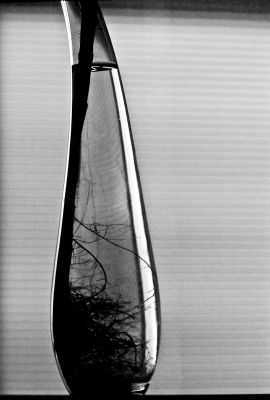 Bamboo
Nikon Fe2 105mm f2.5 Ais - Tmax - Scan de néga 
Mots-clés: flore bambou Tmax Fe2 contre-jour