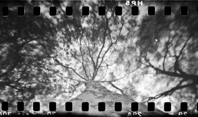 Massif urbain
Noon Pinhole - bricolage avec HP5+ 135 périmée - Scan de néga
Mots-clés: Noon pinhole HP5+ arbre